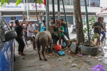 Pekanbaru sediakan sebelas ribu hewan kurban