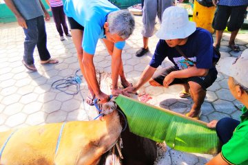 PHBI Biak himpun 151 ekor hewan kurban