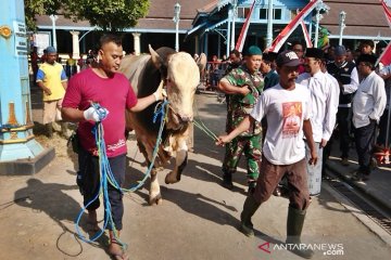 Jokowi kurban sapi jumbo di Masjid Agung Solo