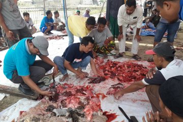 Distan Banten temukan cacing hati di sejumlah daging hewan kurban