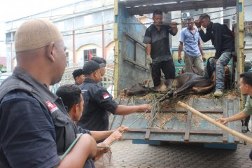 ACT Aceh distribusikan 1.000 ekor lebih hewan kurban