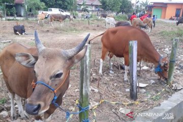 Ini detail aturan Kementan soal pelaksanaan kurban saat wabah COVID-19