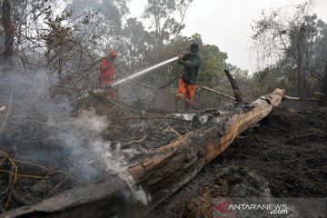 WWF sebut tersangka Bathin Hitam "pemain lama" perambahan Tesso Nilo