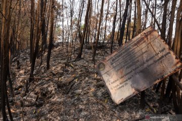 BNPB: Januari-Agustus 2019, kebakaran hutan capai 328.724 hektare