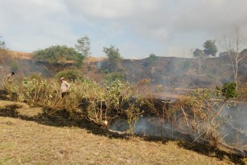 200 hektare lahan HGU di Bima terbakar