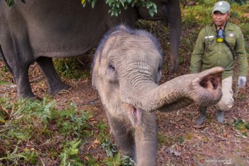 Populasi Gajah Sumatera terus menyusut