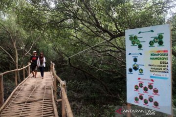 Kunjungan wisata hutan mangrove Muara Gembong tak terdampak minyak