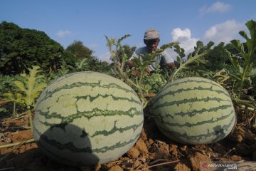 Pemerintah akan bentuk kawasan klaster pacu ekspor hortikultura