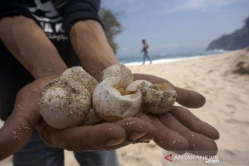 Populasi penyu di pesisir Tulungagung turun drastis