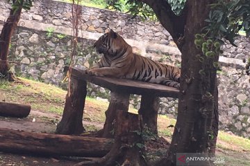 HUT RI, Kebun Binatang Ragunan tetap buka