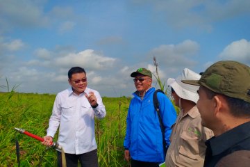 Kepala BRG tinjau pemulihan hutan SM Padang Sugihan