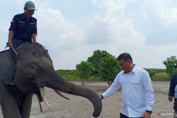 Kondisi gajah asal Lahat yang dipindahkan karena konflik  baik