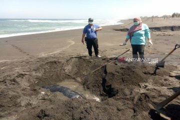 Di pantai selatan Kulon Progo penyu belimbing ditemukan membusuk