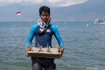 Transplantasi terumbu karang di Palu