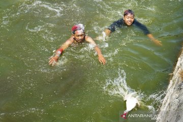 Lomba tangkap itik