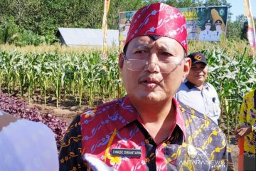 Ribuan hektare padi di Kotawaringin Timur gagal panen