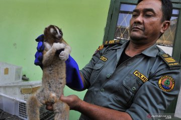 Penyelamatan Kukang Jawa