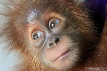 Warga menyerahkan bayi orangutan sumatera ke BKSDA Aceh