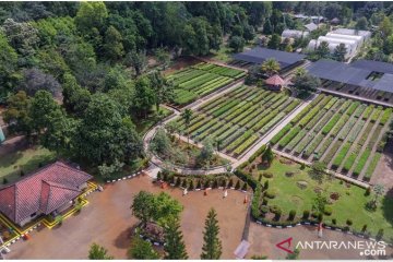 Kayu hitam yang tumbuh di antara tambang nikel