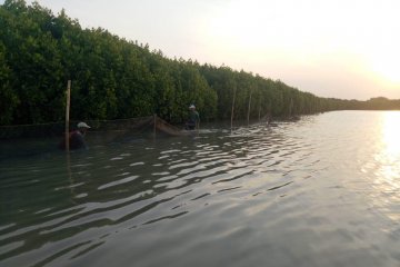 Pertamina tanam 90.000 mangrove, Mantan Menteri BUMN beri apresiasi