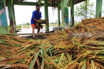 Luapan sungai  Meureubo rendam 20 hektare sawah di Aceh Barat