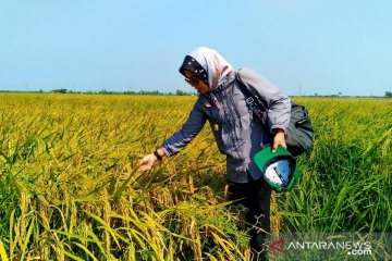 Batan bantu perbaikan varietas padi lokal Landak dengan teknik radiasi