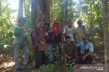 Dishut Babel identifikasi tanaman gaharu hutan Pelangas