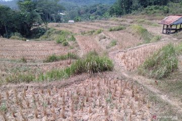 Ribuan hektare sawah gagal tanam di Karawang