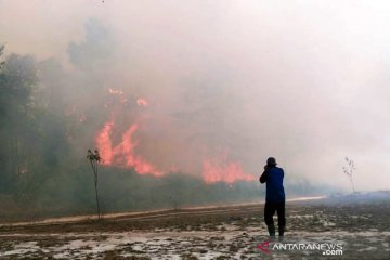 Kebakaran hutan terus bermunculan di Taman Nasional Tesso Nilo