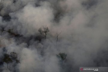 Kebakaran hutan Amazon