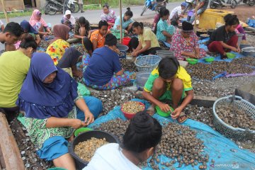 KKP dorong pemanfaatan kerang sebagai komoditas berdaya saing tinggi