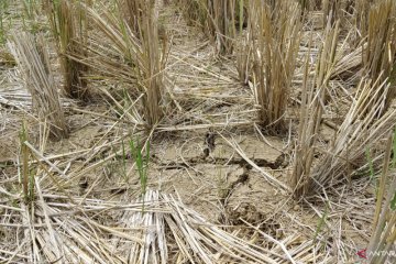 150 hektare lahan  sawah di Tanah Datar kekeringan akibat kemarau