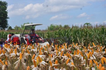 Produksi dan kualitas jagung Indonesia tidak kalah bersaing