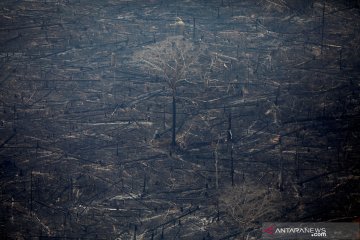 Kebakaran hutan Amazon di Brazil