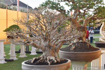 Pameran bonsai Grebeg Suro