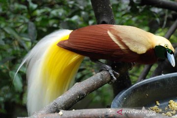 Melihat Cenderawasih di Bird Watching Isyo Hills Jayapura