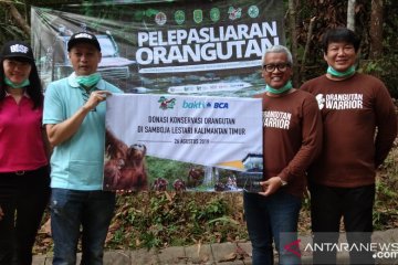Yayasan BOS-BCA lepasliaran orangutan di Hutan Kehje Sewen