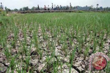 Ribuan hektare sawah di Batanghari terancam gagal panen