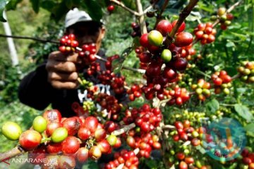 Gravfarm Indonesia mengekspor kopi senilai satu juta euro ke Slowakia