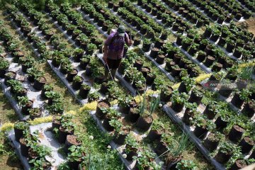 Petani stroberi di Tulungagung gagal panen akibat serangan jamur