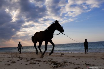 Melatih kuda pacu Sandelwood di Pantai Kita