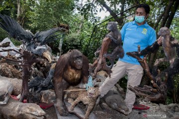 Pemusnahan satwa awetan di kebon binatang Bandung