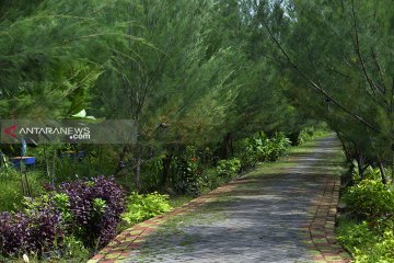 Surabaya terapkan program penanaman pohon berjarak 1,5-2 meter
