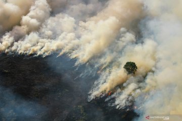 Kebakaran hutan dan lahan di Kalsel terus meluas