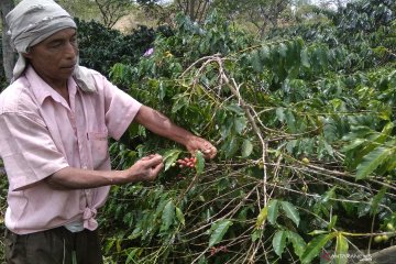 PPN ekspor biji kopi Gayo pukul petani