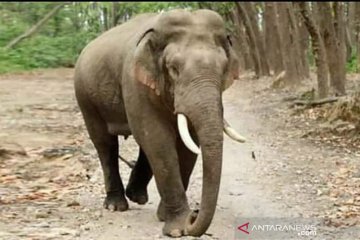 BBKSDA Riau pantau gajah liar yang keluar habitat akibat karhutla