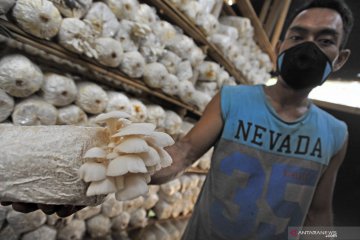 Peluang pasar jamur masih terbuka