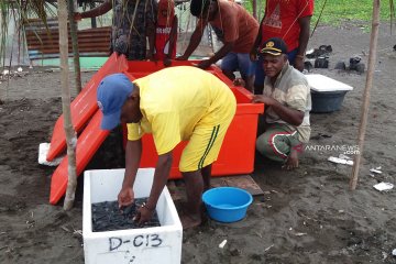 Pegiat konservasi di Raja Ampat lepas 400 lebih tukik ke laut