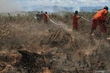 125 hektare lahan gambut di Kolaka Timur terbakar