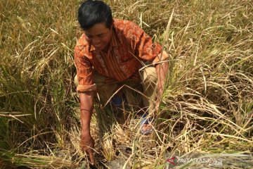 Puluhan hektare tanaman padi di Pati puso akibat kekeringan